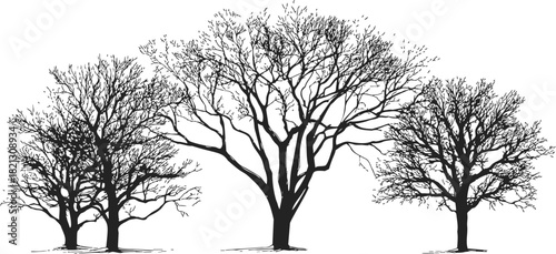 Bare trees, hand drawn sketch style, three leafless winter trees isolated. Vector illustration
