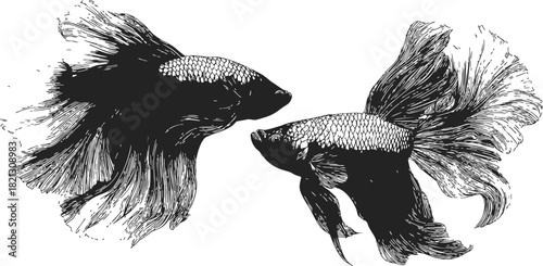 Betta fish sketch hand drawn style two fighting fish with flowing fins. Vector illustration