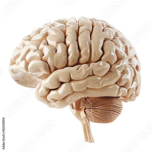 Realistic 3D Human Brain Model with Detailed Labeled Parts Including Cerebrum, Cerebellum, Brainstem, Lobes, and Functional Regions, Isolated on a Clean White Background for Educational.