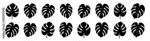 Monstera leaf silhouettes. Shapes created with high quality. Exotic botanical leaves appear in varied natural forms with distinctive cut patterns