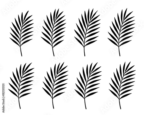 Palm branch silhouettes. Shapes created with high quality. Long slender leaves appear in elegant natural shapes with clean botanical structure