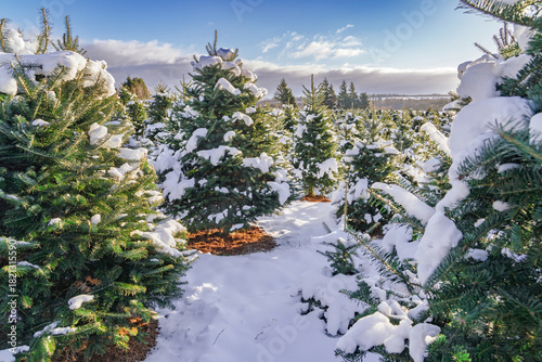Snow covered balsam fir trees on a Christmas tree farm.