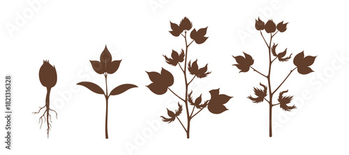 The pictures depicting the different phases of growth for the Cotton tree. Isolated on a white background,

