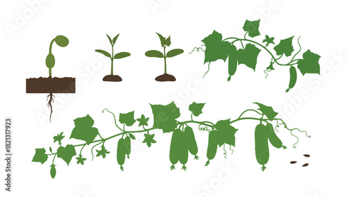Cucumber plant. Growth phases. Maturation time. The life cycle of this veggie. Flat color vector design.
