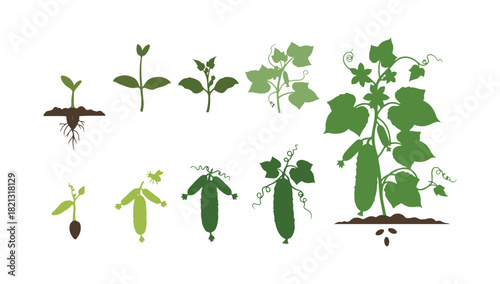 Cucumber plant. Stages of growth. Ripening phase. The vegetable's life cycle. Flat color vector graphic.
