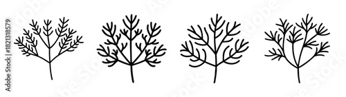 Set of four botanical line art illustrations of dill plants for minimalist design and decor ideas