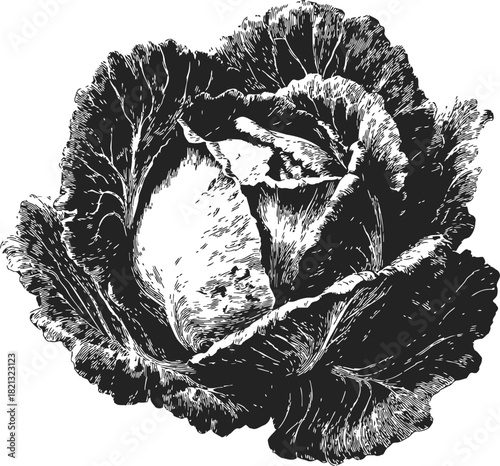 Cabbage hand drawn sketch detailed botanical leaves black and white. Vector illustration