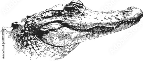 Alligator head sketch, hand drawn detailed reptile portrait with textured scales. Vector illustration