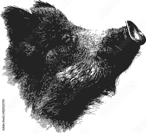 Wild boar head sketch, hand drawn vector, detailed animal portrait in black and white. Vector illustration
