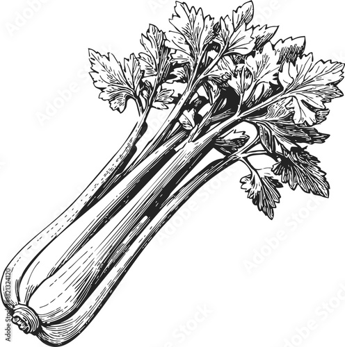 Celery stalk sketch hand drawn, detailed botanical vegetable illustration. Vector illustration