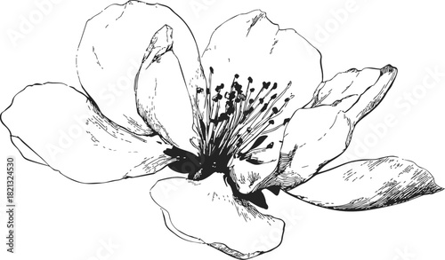 Flower sketch hand drawn blossom with detailed petals and stamens. Vector illustration