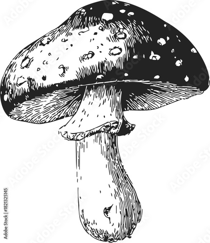 Mushroom hand drawn sketch with detailed cap and stem. Vector illustration