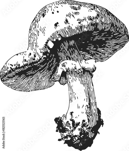 Mushroom sketch hand drawn detailed botanical illustration. Vector illustration