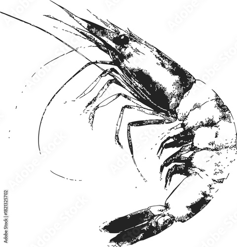 Shrimp sketch hand drawn detailed crustacean with textured lines. Vector illustration