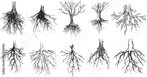 Wallpaper Mural Tree roots sketch, hand drawn vector set of various root systems and trunks. Vector illustration Torontodigital.ca