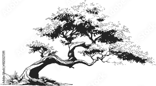 Bonsai tree sketch, hand drawn style with twisted trunk and dense foliage. Vector illustration