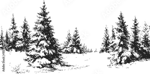 Pine trees sketch hand drawn winter forest landscape with snow covered ground. Vector illustration