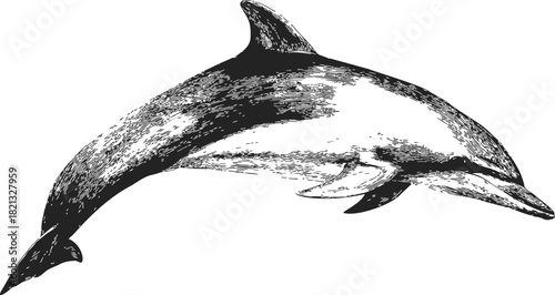 Dolphin sketch hand drawn style detailed marine animal side view. Vector illustration