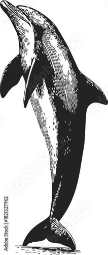 Dolphin sketch hand drawn style upright pose detailed black and white. Vector illustration