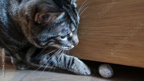 Gato jugando con bola de papel de aluminio