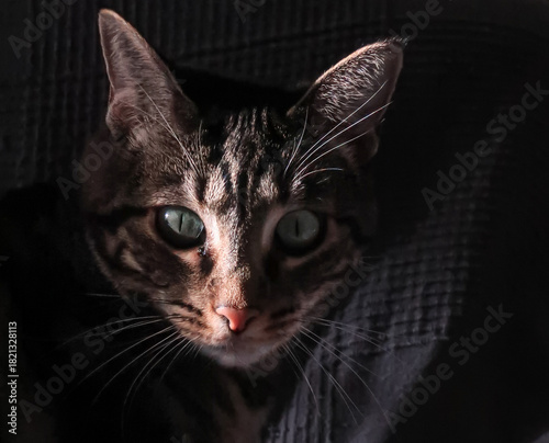Cara de gato