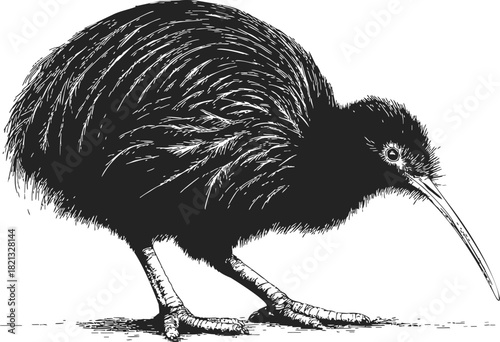 Kiwi bird sketch, hand drawn style, detailed side view with long beak. Vector illustration