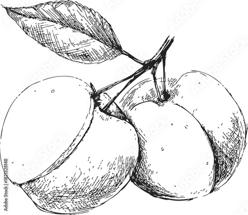 Apricot fruits sketch hand drawn with leaf on branch, detailed line art. Vector illustration