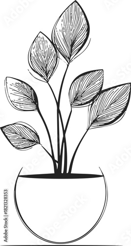 Potted plant sketch, hand drawn line art with large leaves in round pot. Vector illustration