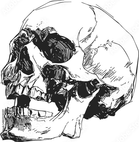 Human skull sketch, hand drawn vector, detailed side view with bold line art. Vector illustration