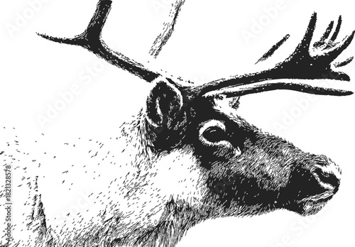 Reindeer head sketch, hand drawn vector, detailed antlers and fur texture. Vector illustration