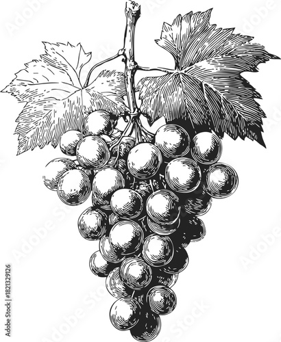 Grape cluster sketch, hand drawn botanical bunch with leaves and stem. Vector illustration