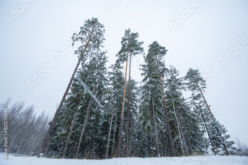 Snowy Winter Forest with Tall Pine Trees Under a Gray Sky