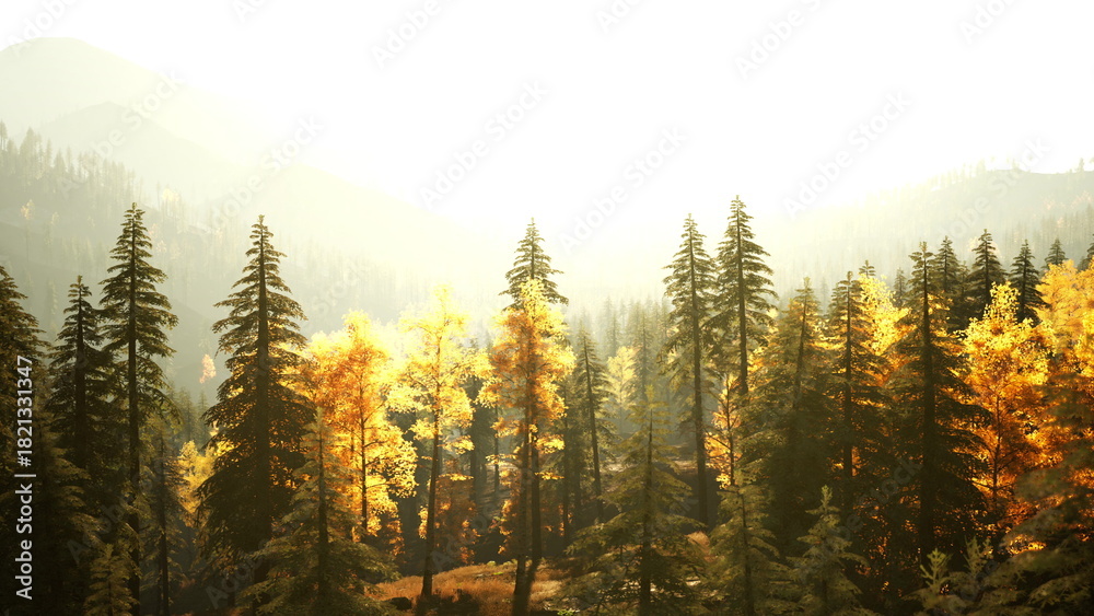 Obraz premium A Majestic Forest Shrouded in Mystical Fog