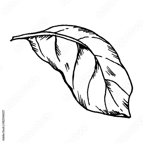 Black and white vector illustration of a basil leaf in clean line art. Suitable for ingredient sets, culinary layouts, salad graphics and pizza-related uses.