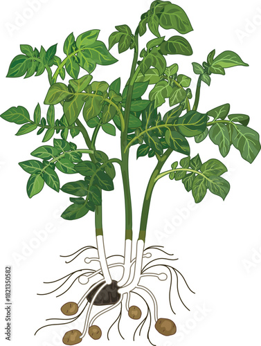 Young potato plant with small tubers and root system isolated on white background