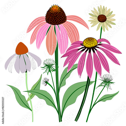 echinacea tennesseensiserica carnea flower on white background