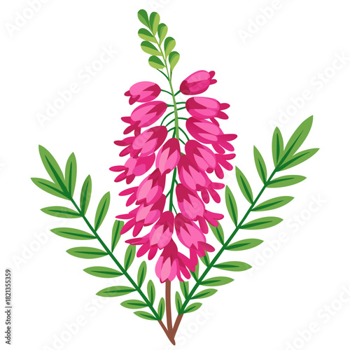 pink flower isolated on white background, erica carnea 