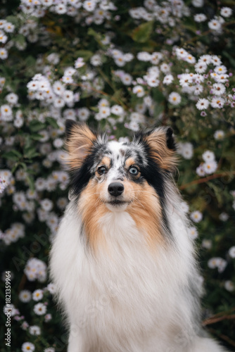 Sheltie dog in flowers