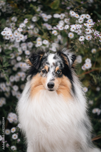 Sheltie dog in flowers