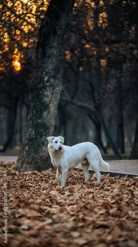 White dog standing on a park path in autumn