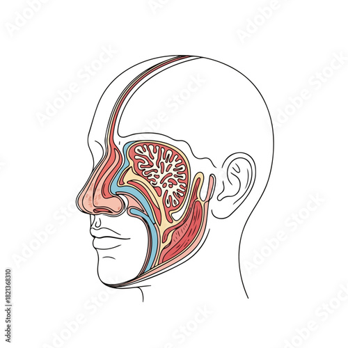 Anatomical illustration of a human head with a detailed, colorful depiction of the sinuses and facial nerves.