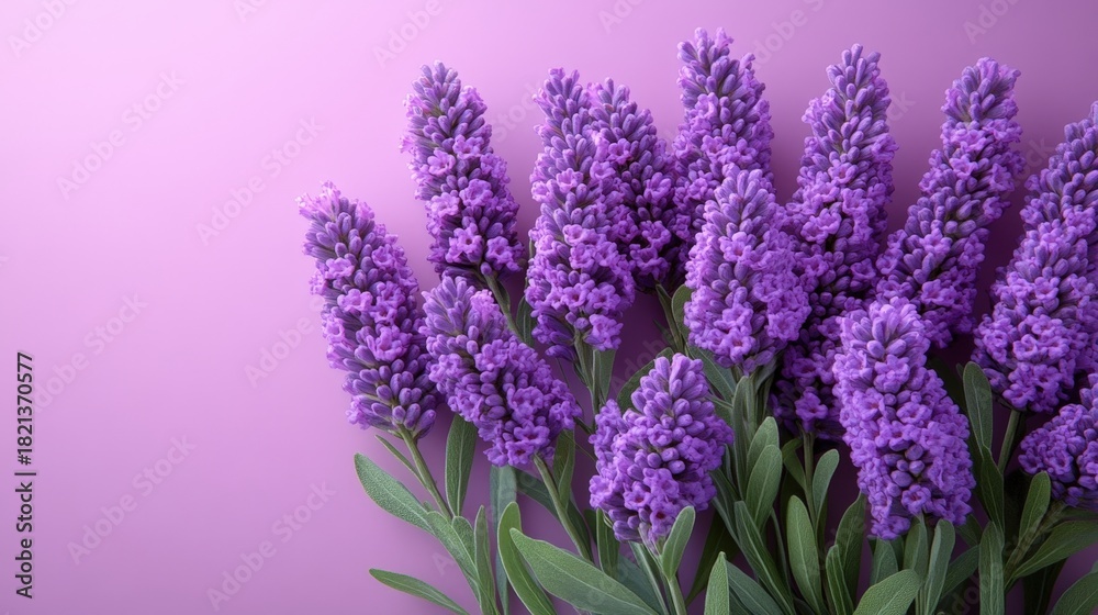 Obraz premium A vibrant cluster of lavender flowers surrounded by lush green leaves, set against a rich purple backdrop. Perfect for conveying serenity, beauty, and the tranquility of nature.
