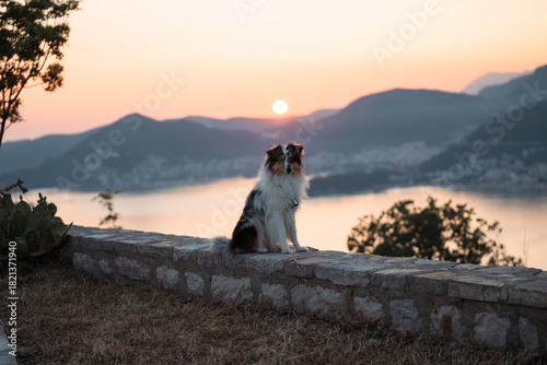 sunset, dog in the mountains, sheltie