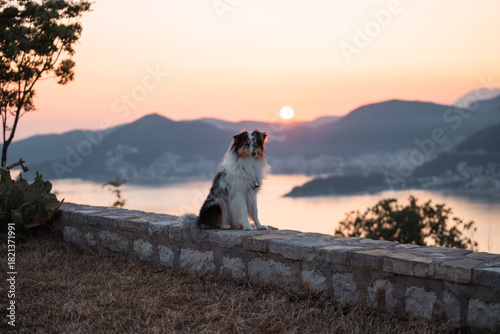 sunset, dog in the mountains, sheltie