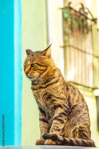Wallpaper Mural A homeless cat sits against the backdrop of colorful houses in the Balat district. Torontodigital.ca