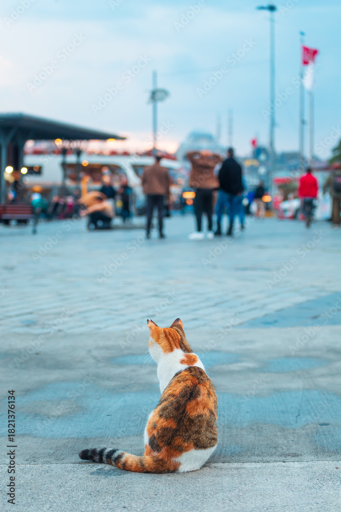 Fototapeta premium Cute stray calico cat on the shore of the Bosphorus near the Karakoy pier.