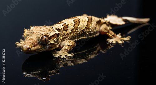 Detailed Satanic Leaf Tailed Gecko shows unique textures and pattern on reflective surface