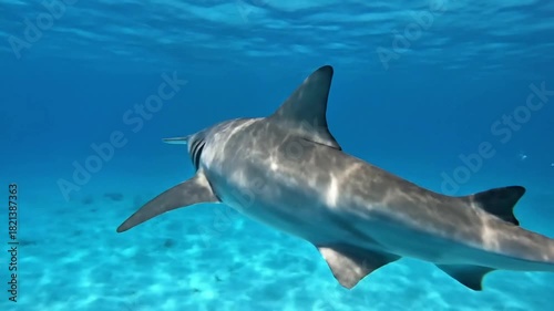 Wallpaper Mural Depicting the solitary majesty of a hammerhead shark swimming in open water, its unique head shape cutting through the vast, deep blue expanse. Underwater, deep focus Torontodigital.ca