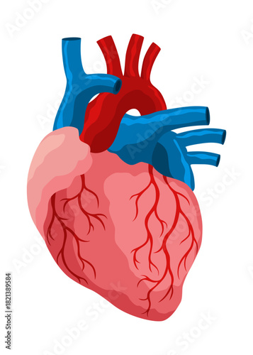 Cardiac muscles tissue with specific function. Medical poster design illustration. Science educational symbol
