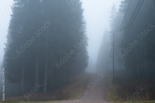 In the mountains the clouds hang so low they reduce visibility and obscure the woodland